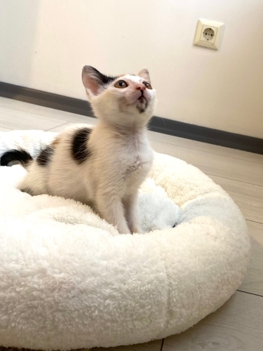 🐾 Minik kızımız yuvasını arıyor… 🧚🤍 fotoğraf