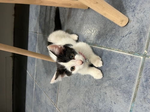Oyuncu Yavru Kedimize Yuva Arıyoruz🐾 fotoğraf