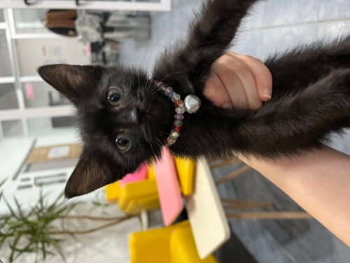 Tasması kendisinden büyük yavru kedimize yuva 🐾 fotoğraf
