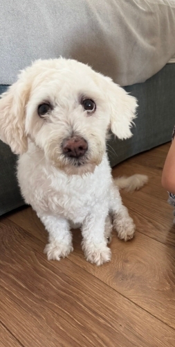 Terrier cinsi köpeğime ücretsiz sahiplendirme fotoğraf