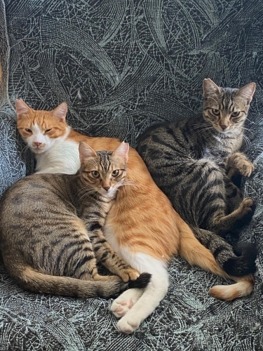 4 kardeşe acil yuva fotoğraf