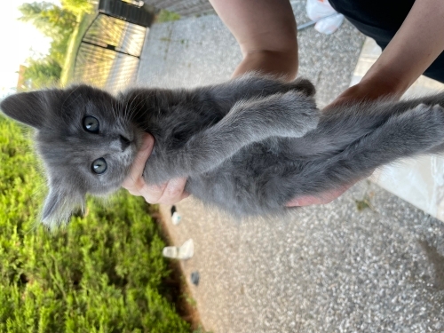 Duman bebeklere ömürlük yuva fotoğraf