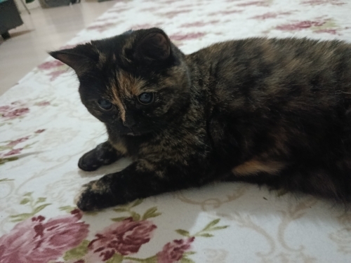 Gri british kedi fotoğraf