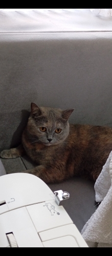 Ücretsiz British Shorthair sahiplendirme fotoğraf