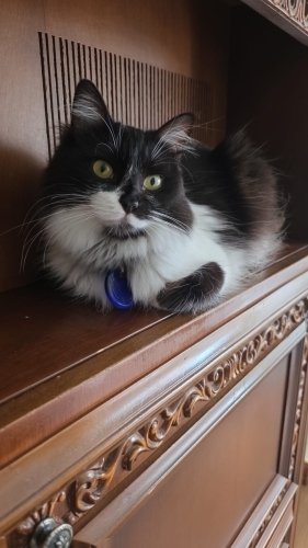 Güzel Kızımıza Güvenli ve Ömürlük Bir Yuva Arıyoruz 🐾 fotoğraf