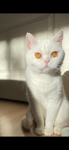 ELAZIĞ İÇİ AKILLI KIZIMIZA YUVA ARIYORUZ fotoğraf
