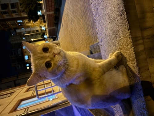 Erkek kısırlaştırılmış kedi fotoğraf