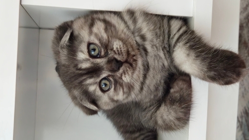 Karabükte Scottish fold yavru için yuva arıyoruz fotoğraf