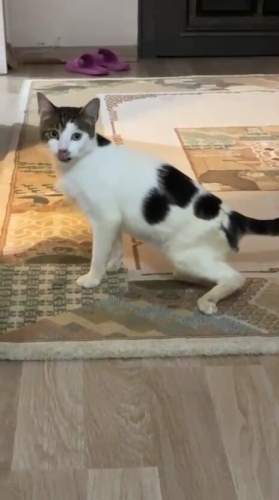 Engelli canlara öncelik fotoğraf