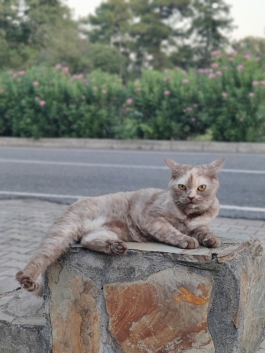 Egitimli, çok acil yuva lazım fotoğraf