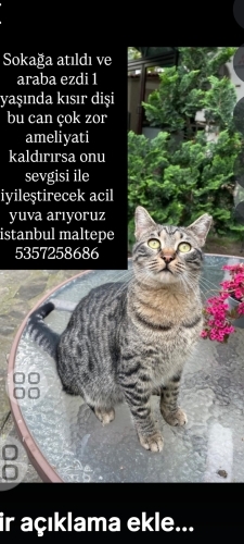 Sokağa atıldı araba ezdi fotoğraf
