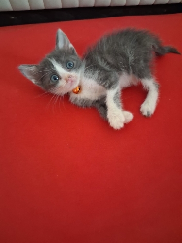 Yavruya acil yuva!! fotoğraf