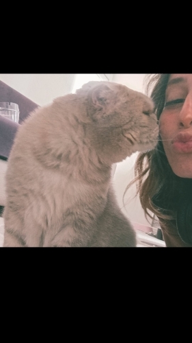 Aşıları Tam Kısır Sevecen Kedi fotoğraf