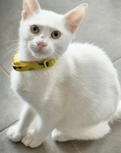 Sağır kedi Yuki fotoğraf