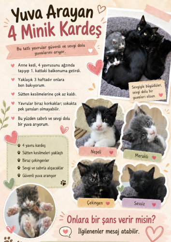 Yuva arayan 4 minik kardeş fotoğraf