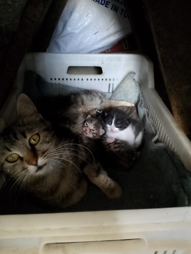 3 dişi tekir 1 siyah beyaz erkek yuva ariyorum fotoğraf