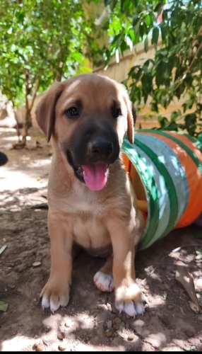 Piglet Yuva arıyor.. Yuvası olur musun fotoğraf