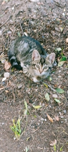Acil sahiplendirme fotoğraf