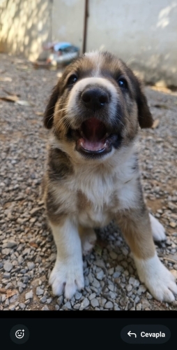 Winnie yuva arıyor fotoğraf