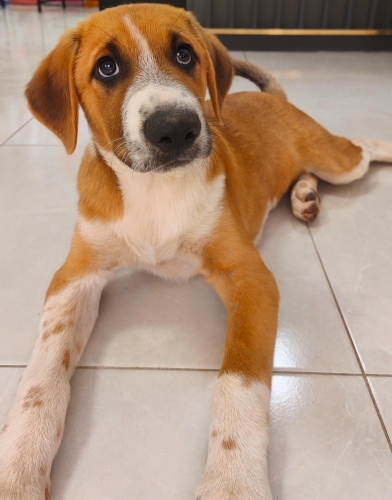Winnie yuva arıyor fotoğraf