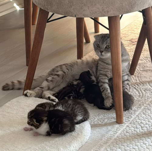 Scottish Fold Anne Kedi ve Yavruları fotoğraf