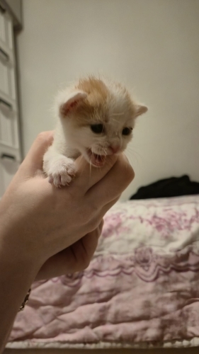 4-5 günlük kedi acil yuva arıyor! fotoğraf