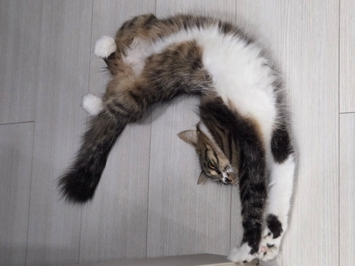 Melo çok uyusal bir kedi fotoğraf