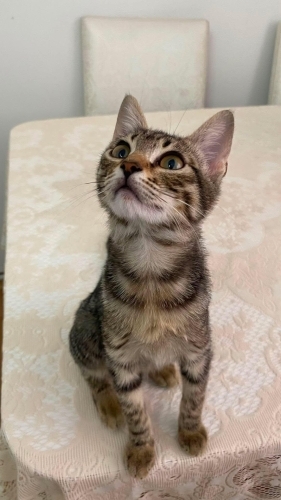Acil kendini sevdiren cana yakın bebeğe yuva fotoğraf