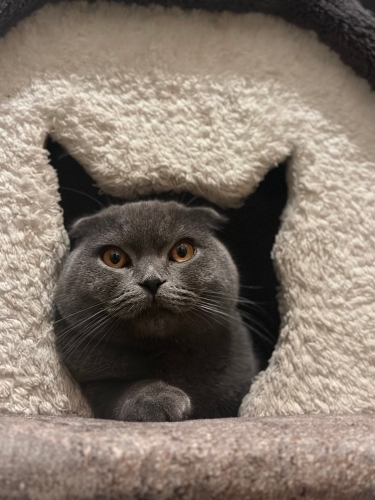 Acil Geçici Kalıcı Yuva Aranıyor fotoğraf