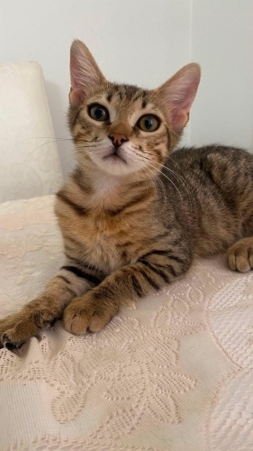 Tatlı kızımıza ömürlük yuva fotoğraf