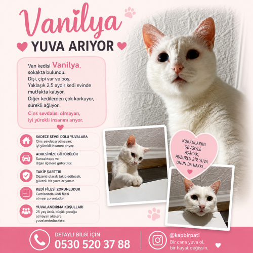🫧🤍 VANİLYA YUVA ARIYOR 🤍 🫧 fotoğraf