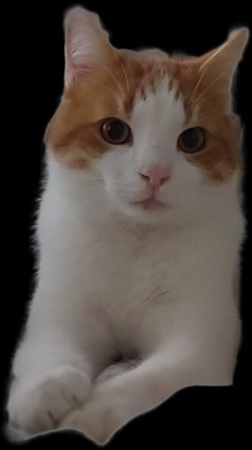 Yakisikli cok sevecen fotoğraf