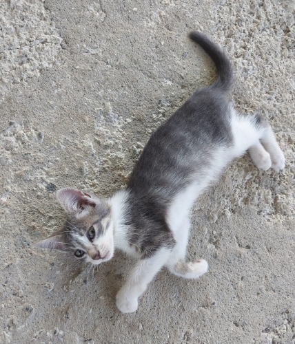 Ordu fatsa yavru kedi fotoğraf
