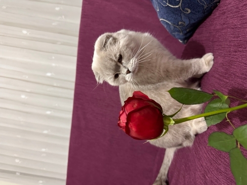 Alerjim nedeniyle meleğime ömürlük yuva arıyorum fotoğraf