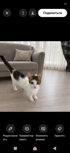 Ev kedisi yavrusu yuva arıyor fotoğraf