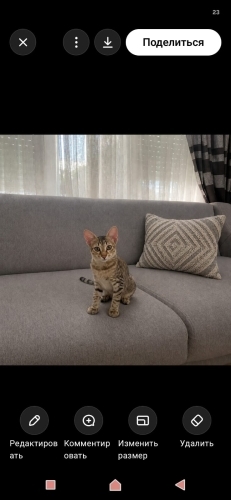 Ev kedisi yavrusu ev arıyor fotoğraf