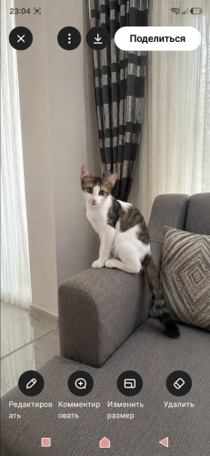 Ev kedisi yavrusu yuva arıyor fotoğraf