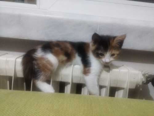 yavrular çok tatlılar fotoğraf