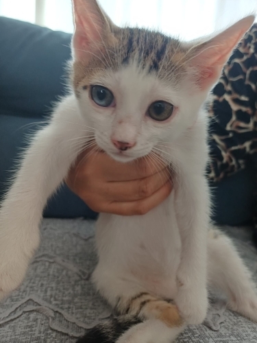 Acil sahiplenmesini istiyoruz fotoğraf