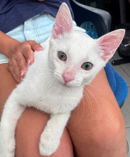 Sevgi dolu, oyuncu cana yakın bir can fotoğraf