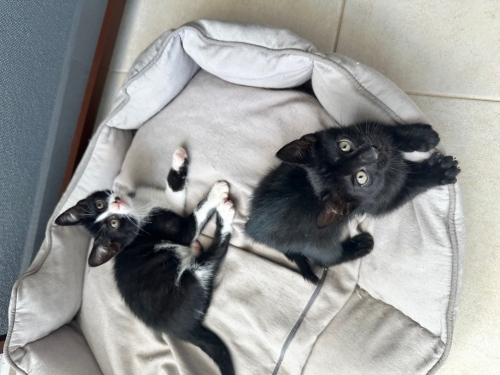 2 yakışıklı yuva arıyor fotoğraf