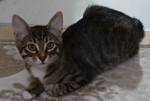 3 aylık sokağa atılan erkek tekir fotoğraf