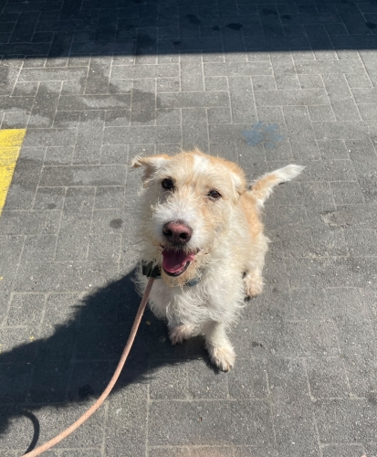 Simit ömürlük ailesini arıyor😍 fotoğraf