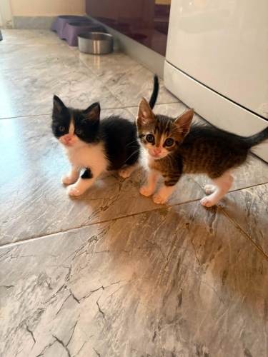 2 Aylık Erkek Yavru Kedilere Ömürlük Yuva fotoğraf