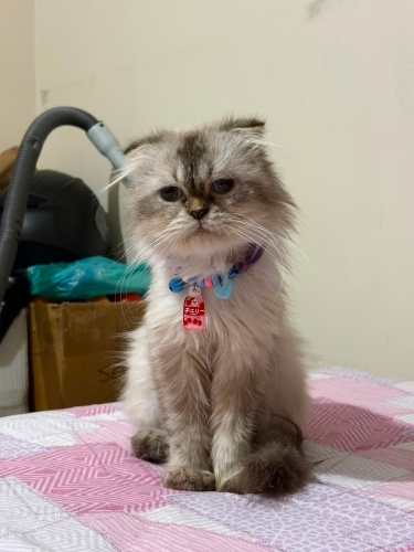 Minnoş’a Ömürlük Yuva Aranıyor fotoğraf
