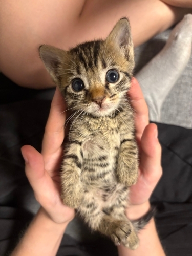 SAMSUN ACİL BEBEK KEDİ SAHİPLENDİRME fotoğraf