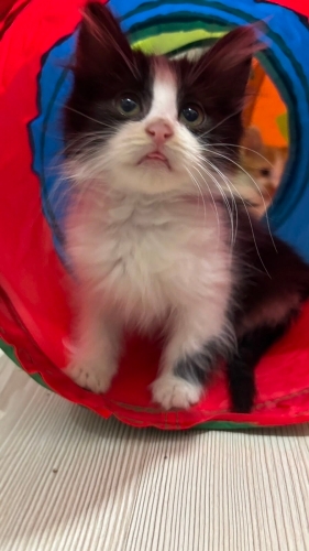 Tatlı oğlan Oreo şanslı ailesini arıyor :) fotoğraf