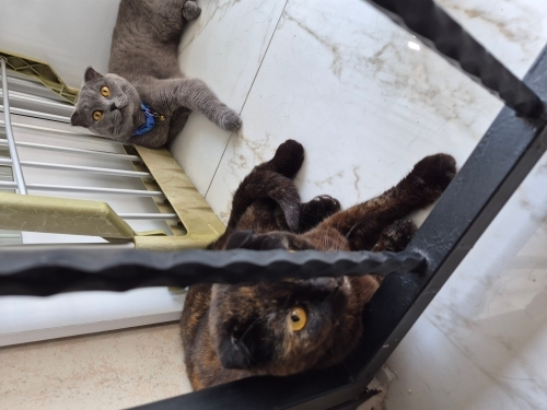 2 Kedimizi aile arıyoruz fotoğraf