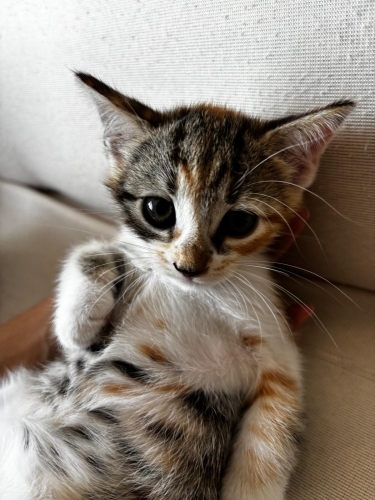 Simba kalıcı yuva arıyor! 🤍 fotoğraf