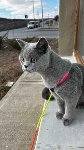 british shorthair eğitimli fotoğraf